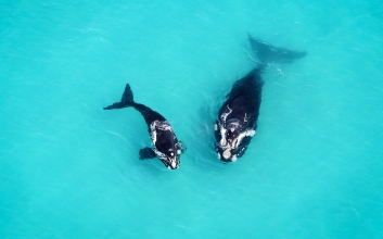 web-grootbos-experience-whale-watching-air-01.jpg