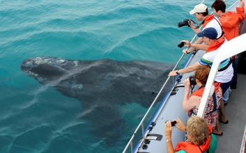 web-grootbos-experience-whale-watching-boat-03.jpg