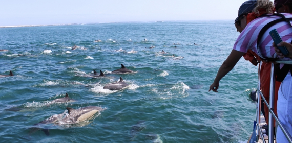 web-grootbos-experience-eco-boat-dolphin-03.jpg