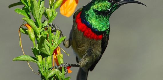 web-grootbos-experience-bird-watching-sunbird-01.jpg