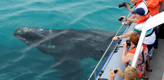 web-grootbos-experience-whale-watching-boat-03.jpg
