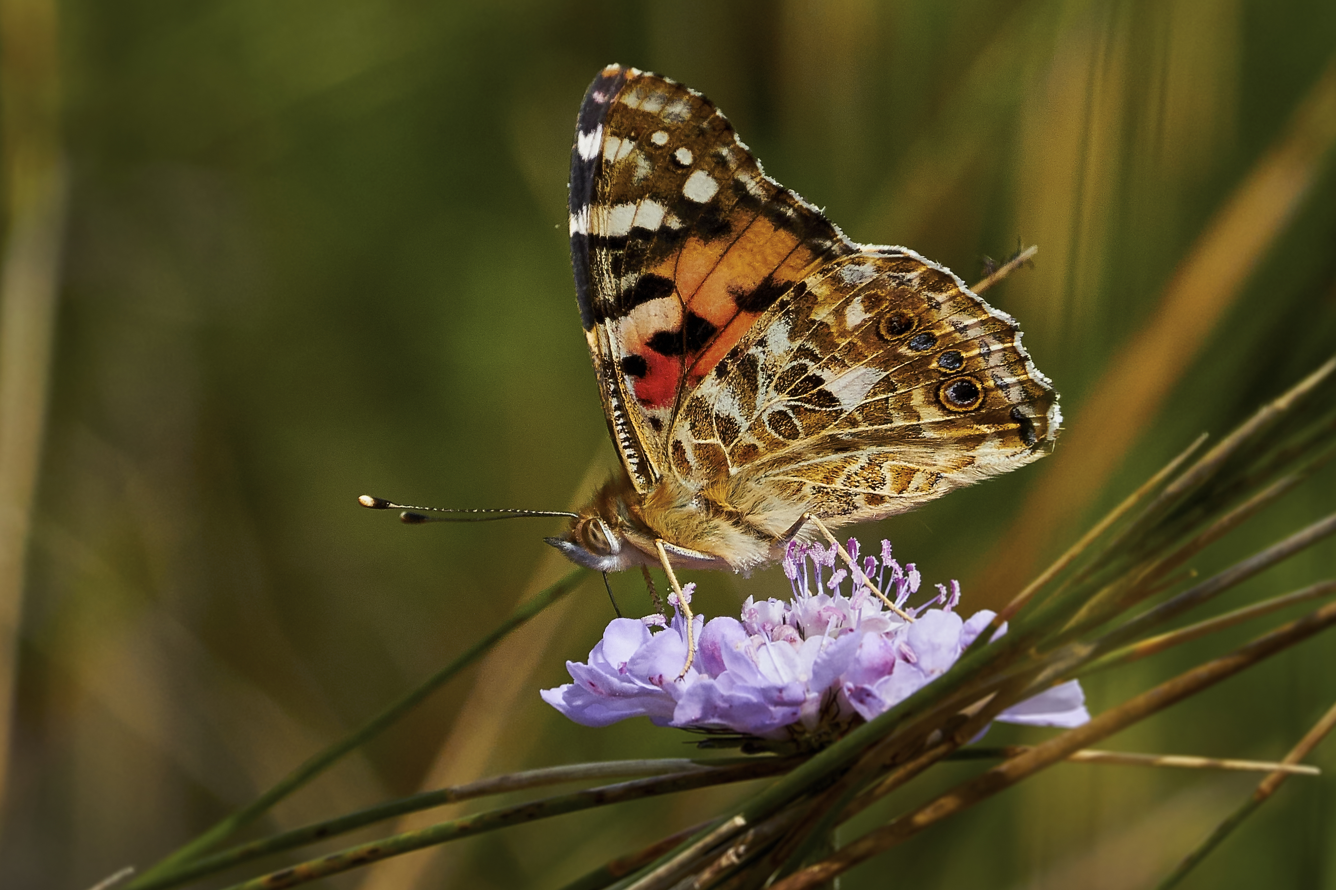 A symbiotic relationship