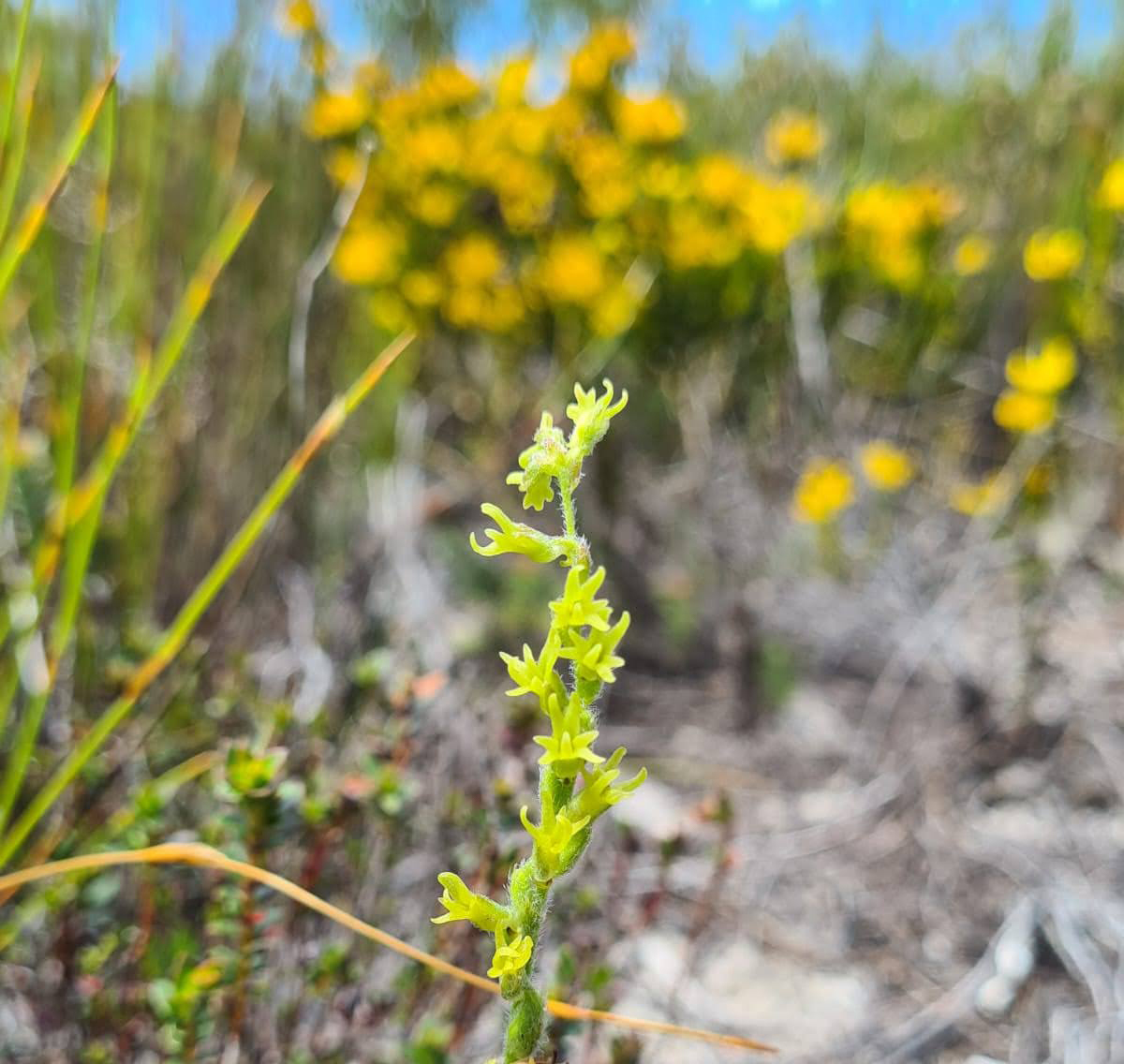 An Aspalathus quinquefolia growing on the slopes near Grootbos.