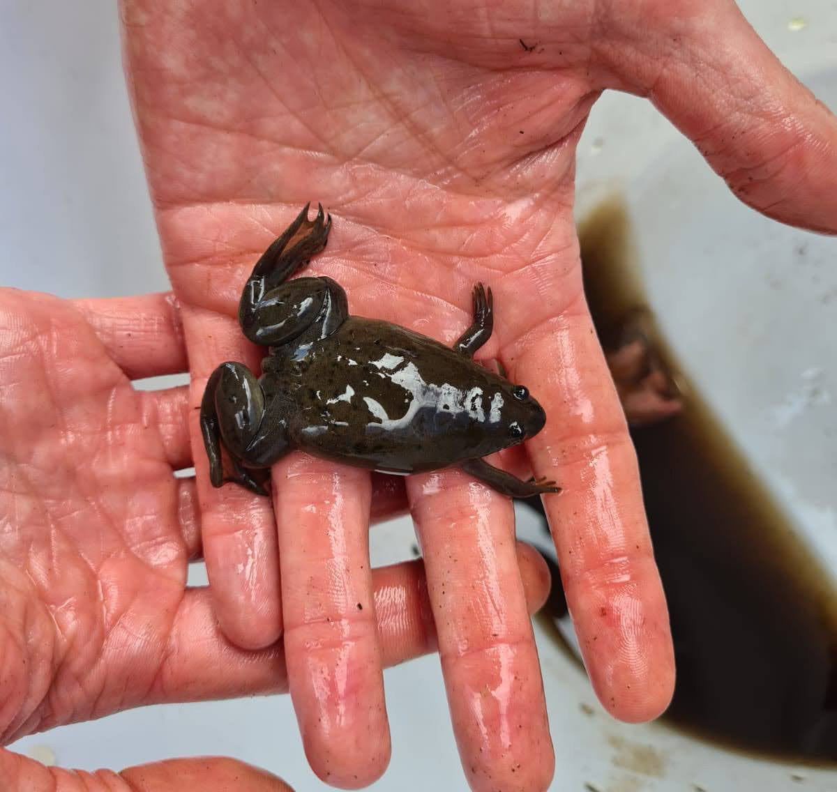 An endangered Patternless Cape Platanna.