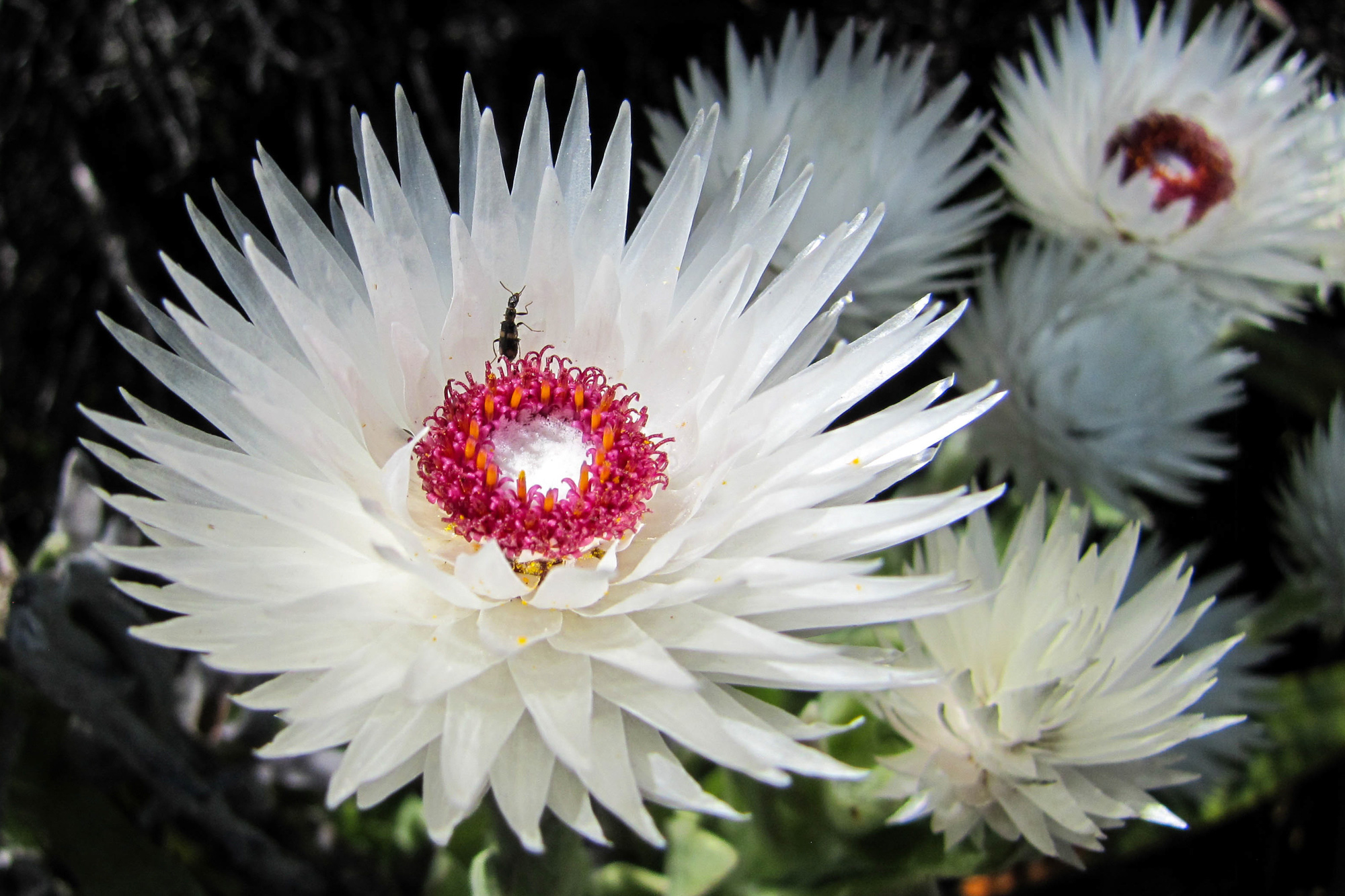 We hope that you too will marvel at the floral diversity