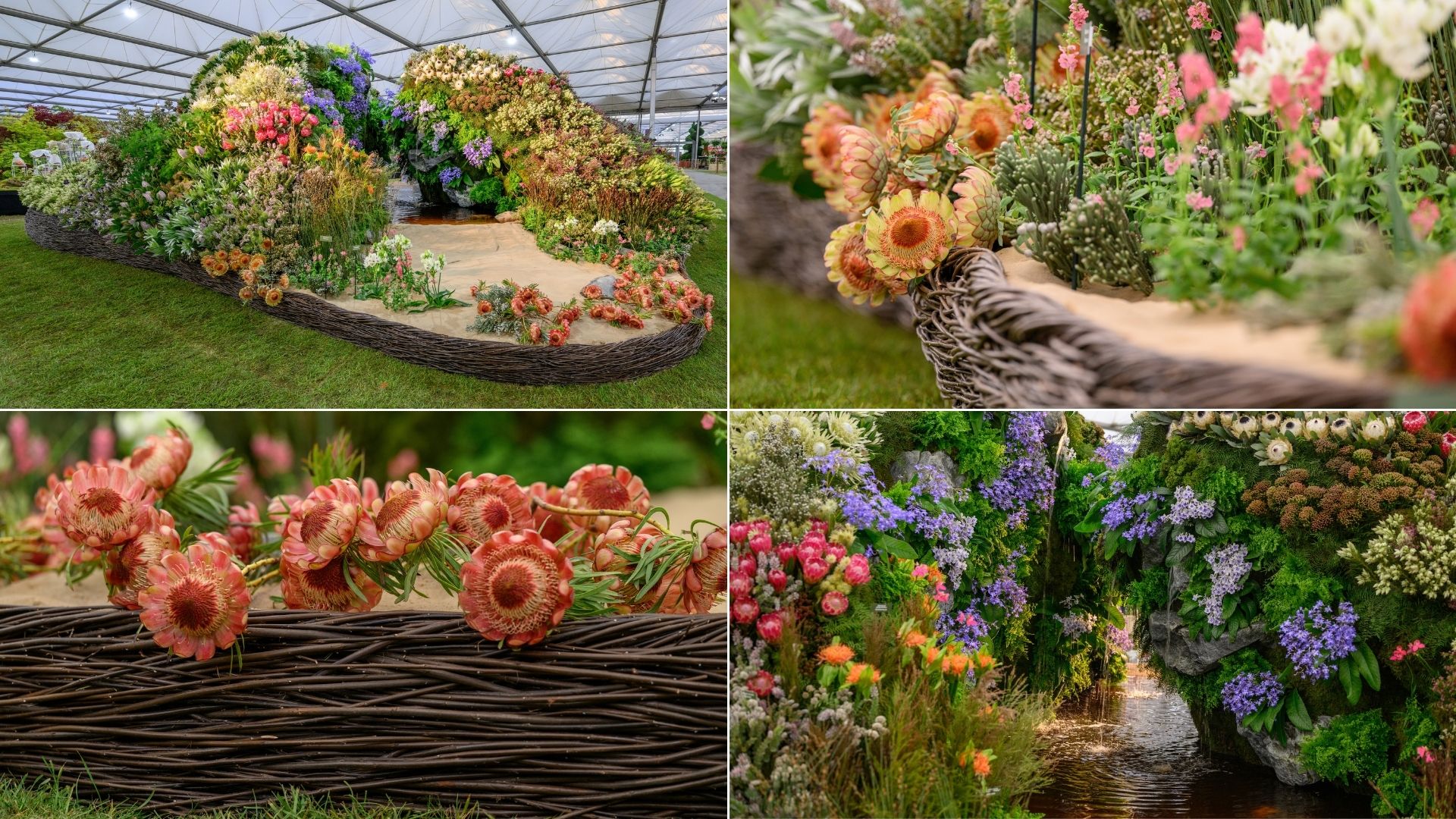 Chelsea Flowers in Stanford :: Grootbos Private Nature Reserve