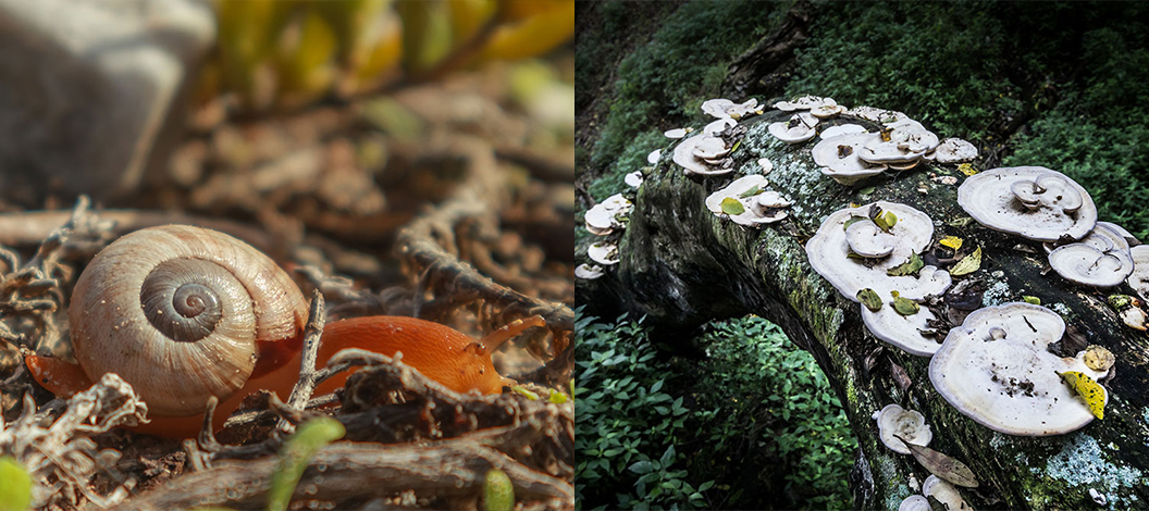grootbos-kidney-snail-blog (2).jpg