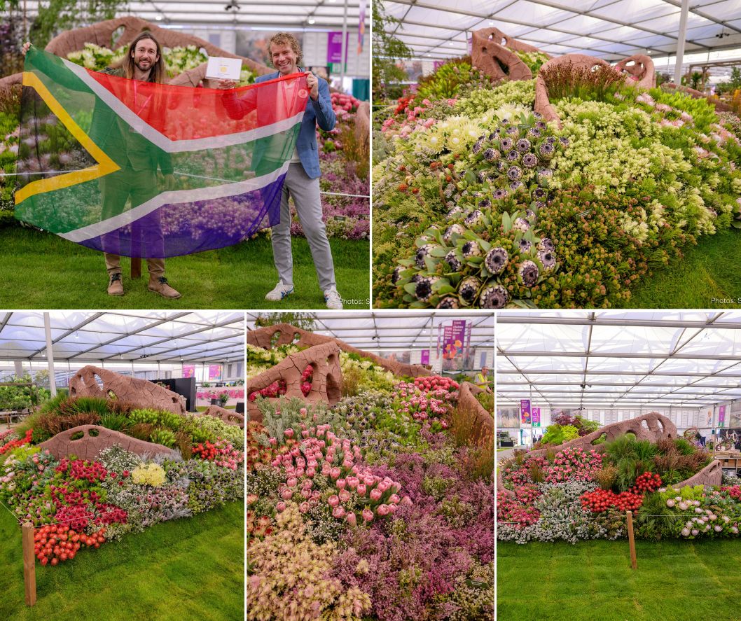 Chelsea Flowers In Stanford | July 2024 - Grootbos Private Nature