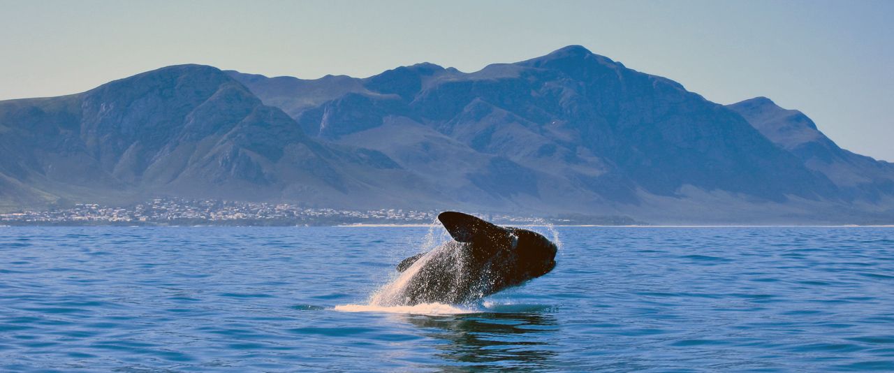 Whale breaching in Walker Bay