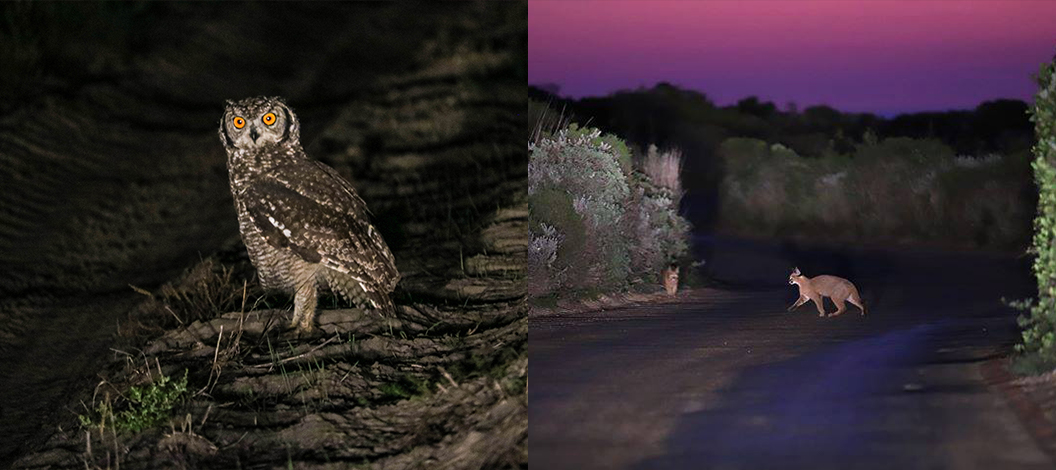 grootbos-sunset-blog-night-drive.jpg