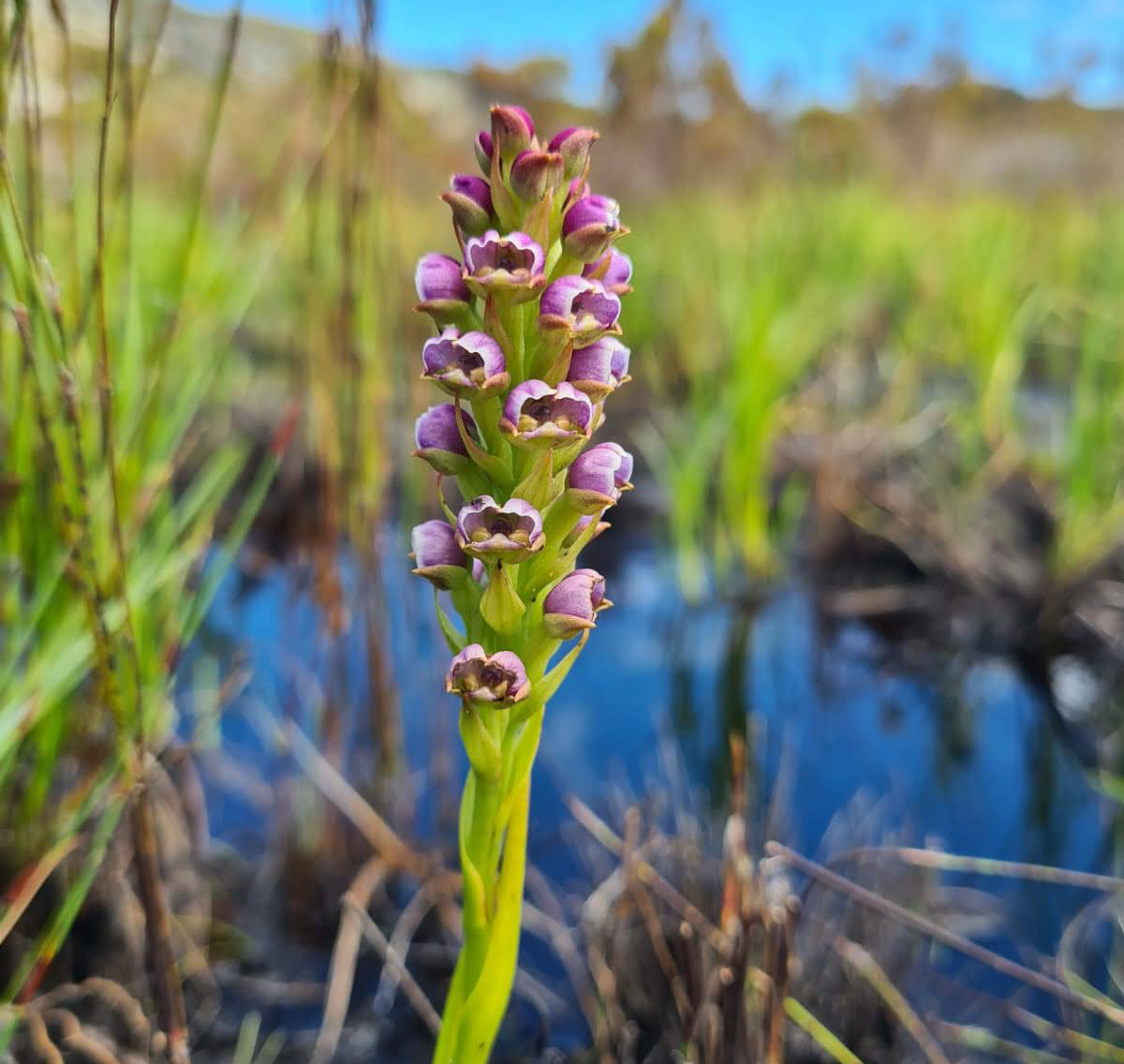 A stunning Evotella carnosa spotted on the conservancy.