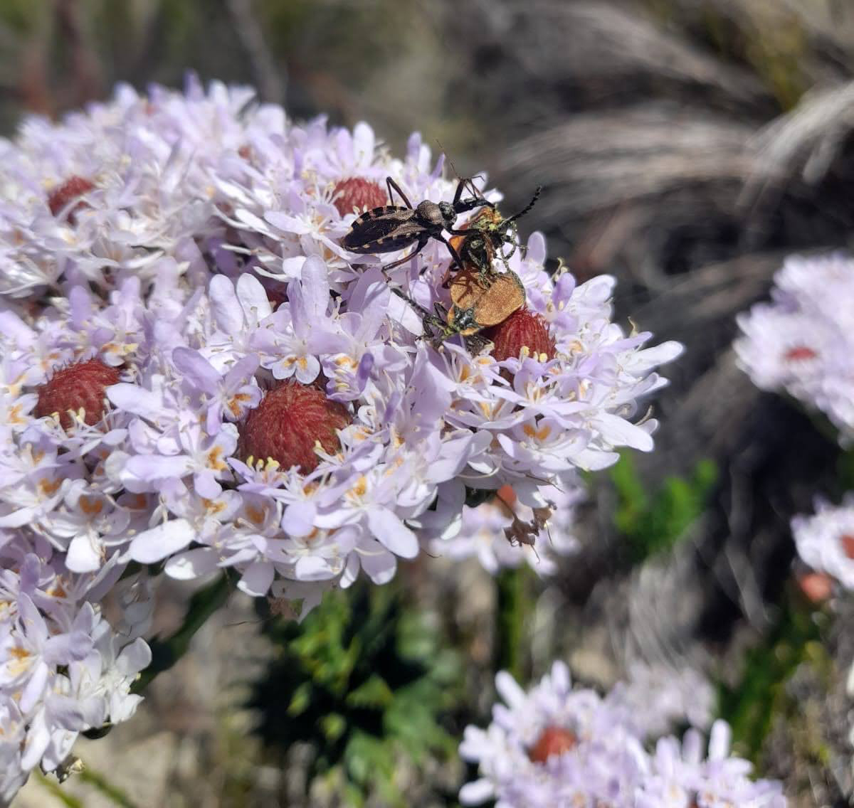 A flower assassin bug (genus Rhynocoris) was spotted feeding on a net-winged beetle on Grootberg mountain.