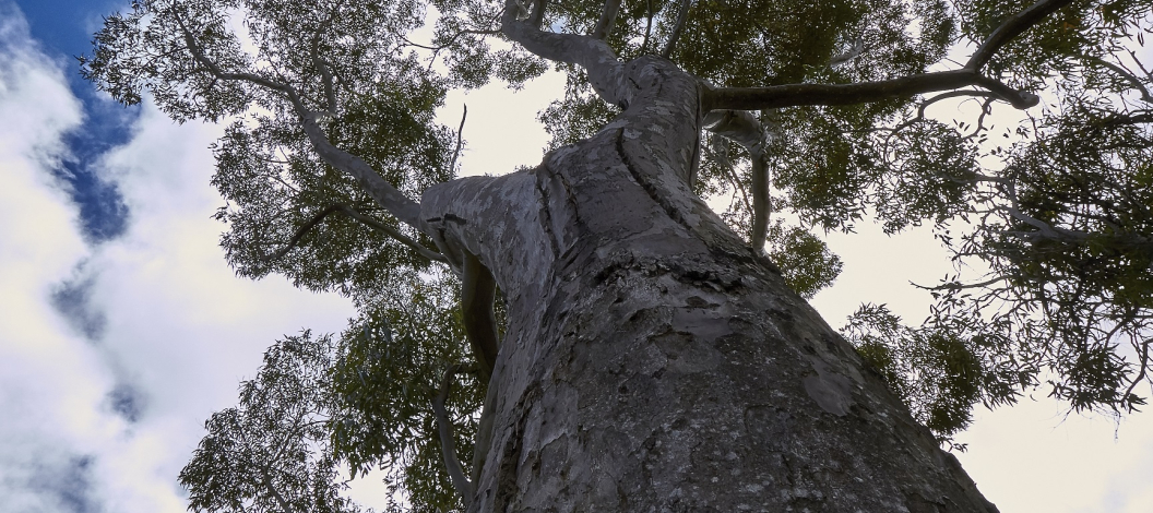 Ancient tree in Platbos