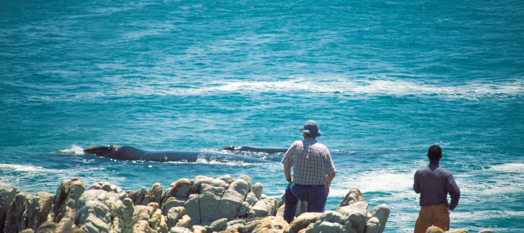 Spectacular land based whale watching