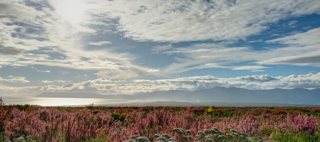 Four species are known to only exist on our reserve