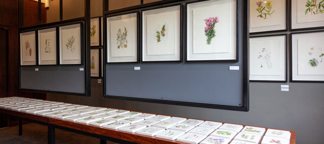 grootbos-botanical-illustrations-2021-mvr-03.jpg