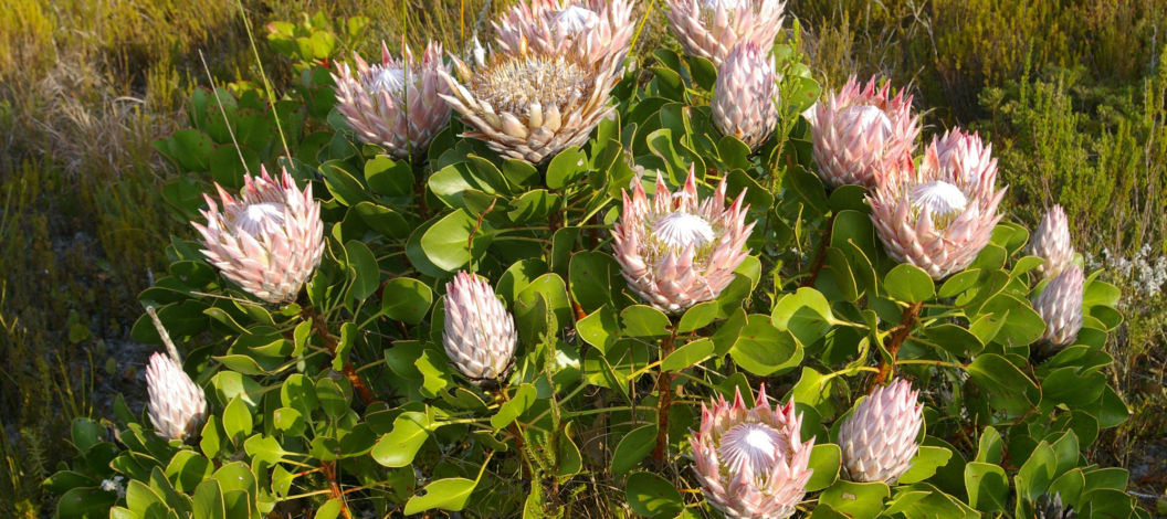 Protea's are one of the 750 species on the reserve
