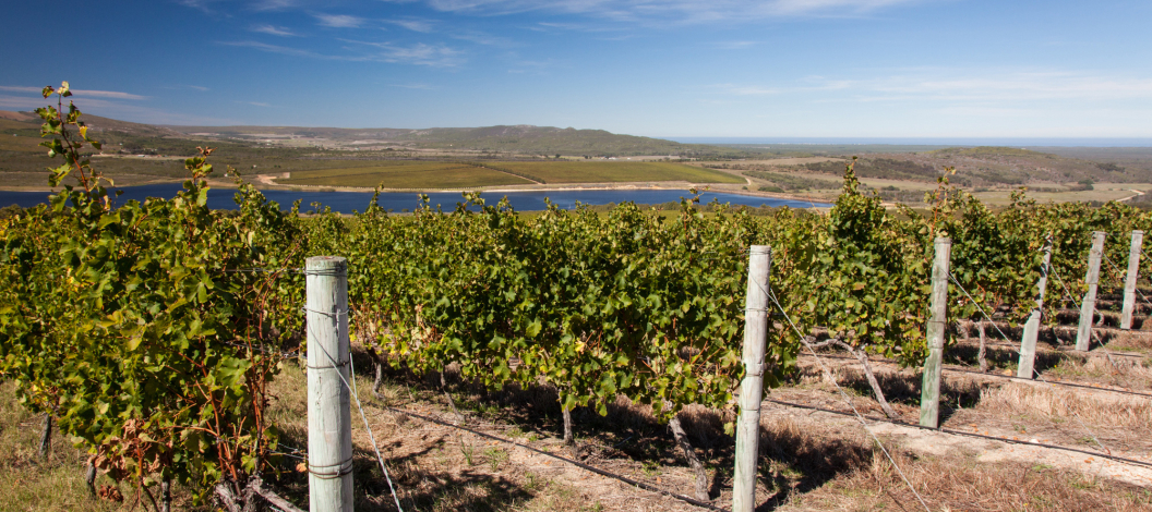 There are lots of wine estates to discover There are lots of wine estates to discover