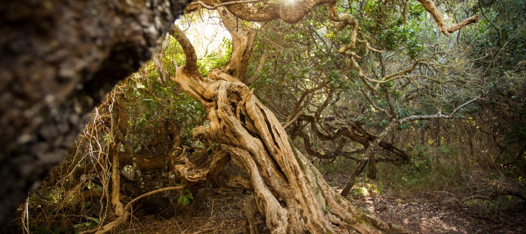 The mystical Platbost Forest