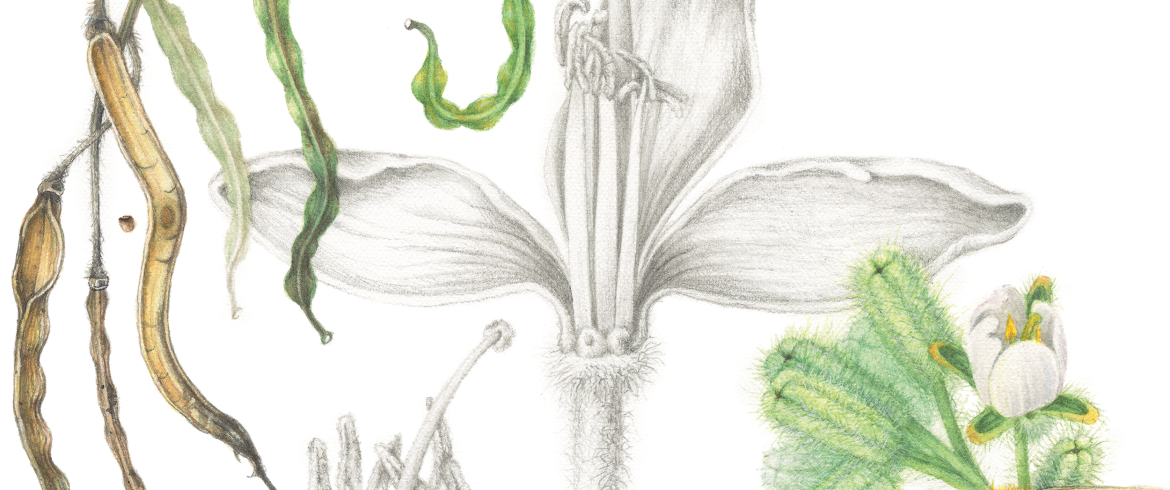 grootbos-florilegium-art-gallery-hightlights-facilities-art.jpg
