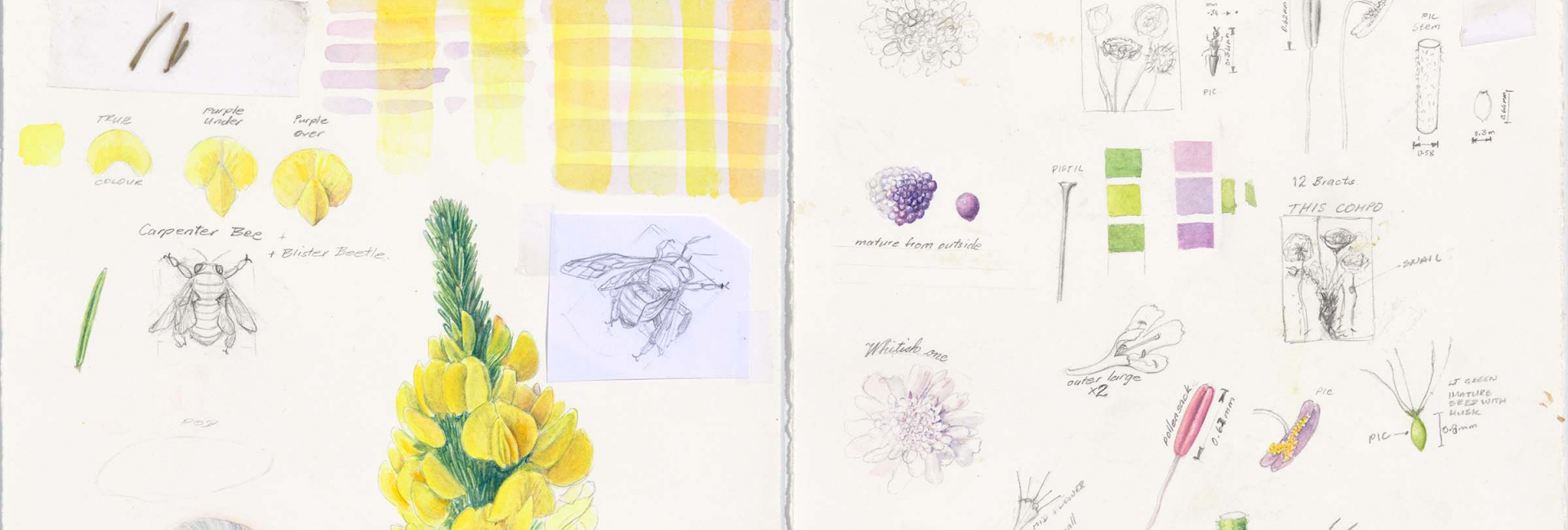 grootbos-florilegium-art-sketches.jpg