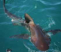 web-grootbos-experience-shark-diving-02.jpg