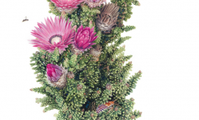 jeni_hyde-johsnon_-_phaenocoma_prolifera.jpg