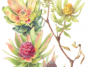 isabelita_van_zyl_-_leucadendron_tinctum.jpg