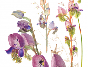 jenny_hyde-johnson_-_disa_lugens.jpg