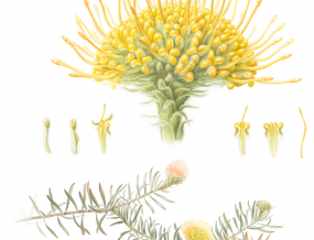 christiaan_lochner_-_leucospermum_prostratum.jpg