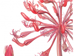 martine_robinson_-_brunsvigia_orientalis.jpg