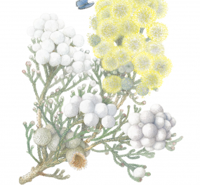 lynda_de_wet_-_brunia_laevis.jpg