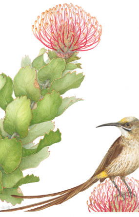 lynda_de_wet_-_leucospermum_patersonii.jpg