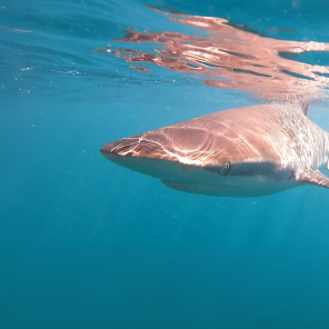 web-marine-dynamics-shark-tours-banner-slider-bronze-whaler-shark-underwater-2.png