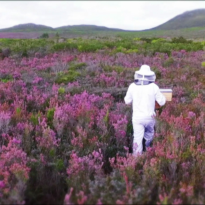 grootbos-honey-hive-experience.jpg
