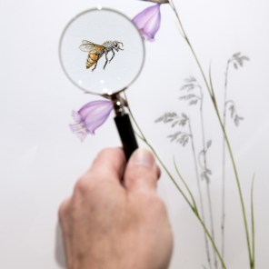 grootbos-florilegium-art-gallery-grootbos-botanical-art.jpg
