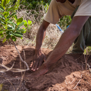 web-grootbos-foundation-future-trees-04.jpg