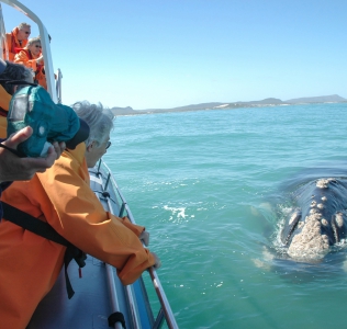 web-grootbos-whale-watching-package.jpg