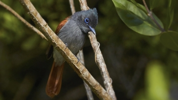 Fly Catcher.jpg