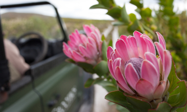 web-grootbos-villas-wellness-wellbeing-regenerative-experiences-fynbos-safari.jpg