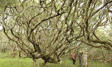 web-grootbos-wellness-wellbeing-regenerative-experiences-ancient-forests.jpg