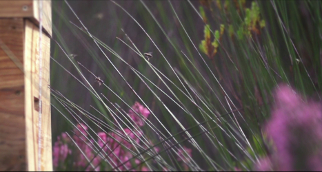 bees-hive-grootbos.jpg