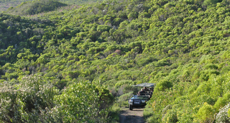 web-grootbos-wellness-wellbeing-gallery-fynbos-safari-drive.jpg