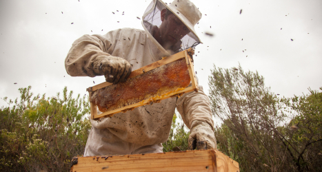 web-grootbos-foundation-siyakhula-honey-13.jpg