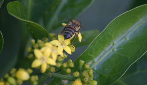 pic855close-up-of-a-bee-LR.jpg