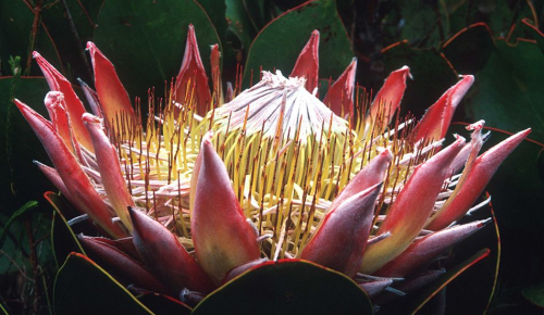 pic31king-protea-of-the-western-cape-fynbos-LR.jpg