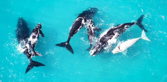 explore-grootbos-the-gentle-giants-of-the-sea.jpg