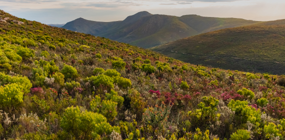 web-grootbos-destination-fynbos-landscape.jpg