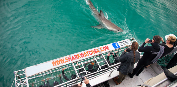 explore-grootbos-shark-cage-diving.jpg