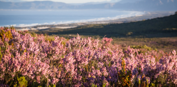 explore-grootbos- the-cape-floral-kingdom.jpg